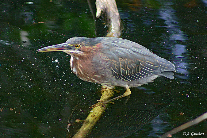 Mangrovenreiher